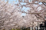 須磨寺公園桜並木