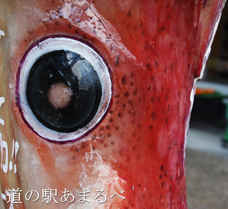 イカの目