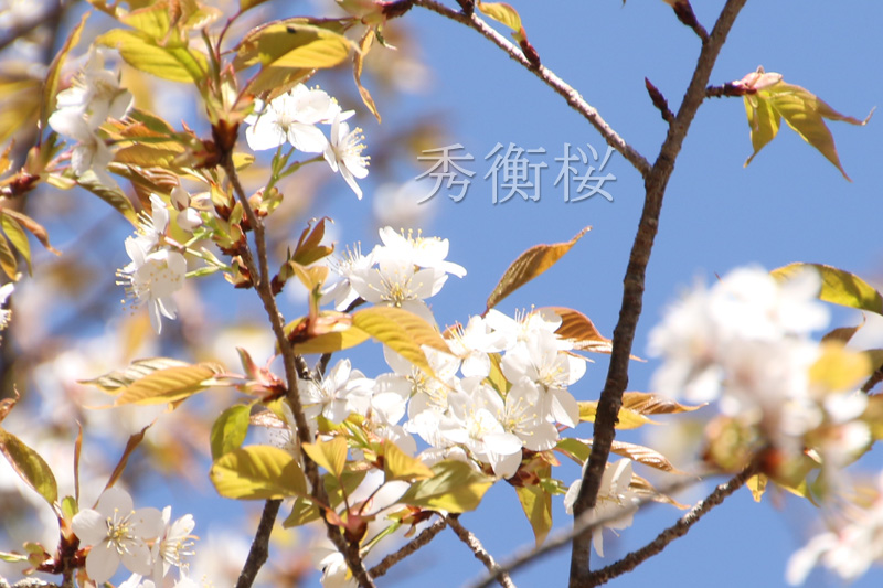 白っぽい桜