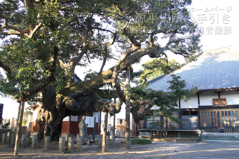 屋根より高く