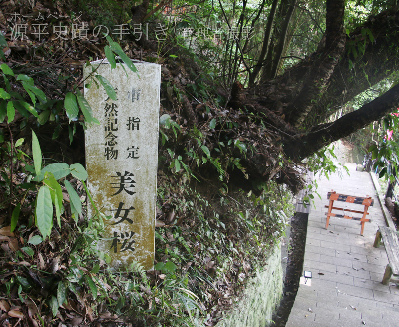 天然記念物の美女桜