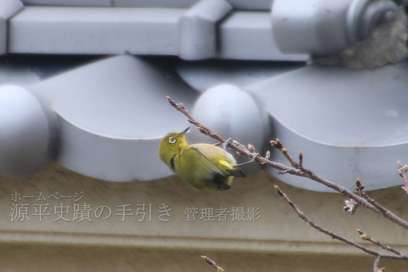 目白