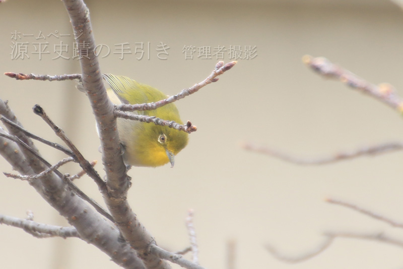 目白