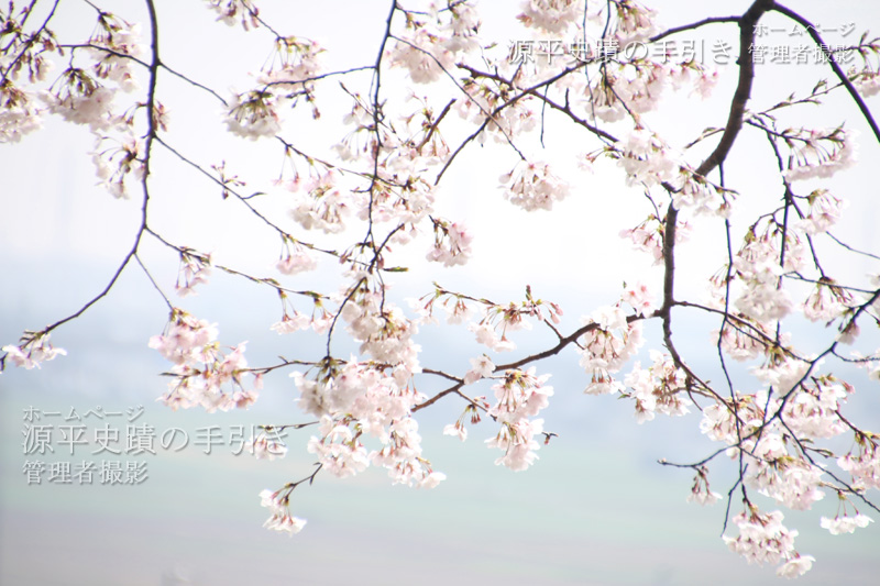 優しいひかり