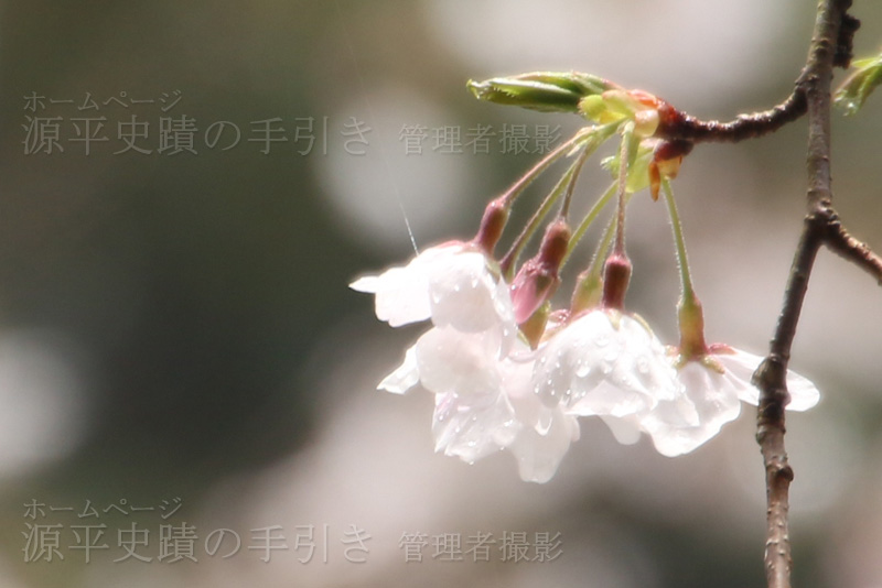 雨上がり