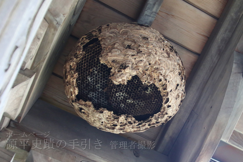 スズメバチの巣