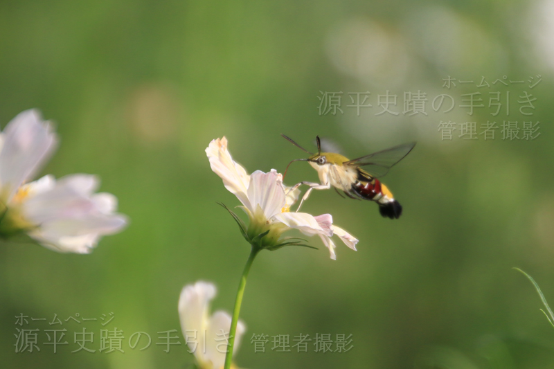吸う
