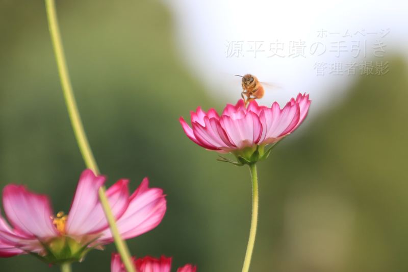 蜂